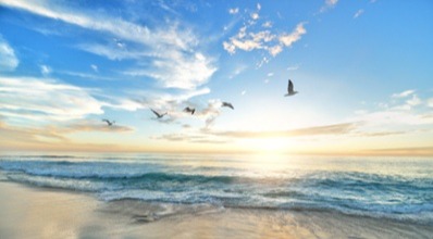 Bird flying over shoreline at sunrise